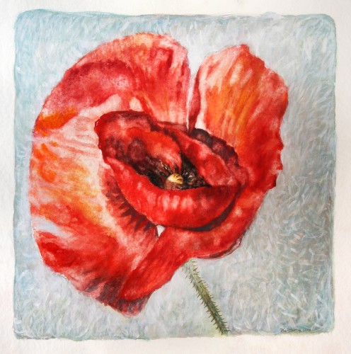 A poppy V, watercolor and acrylic on paper, 60x60 cm.
